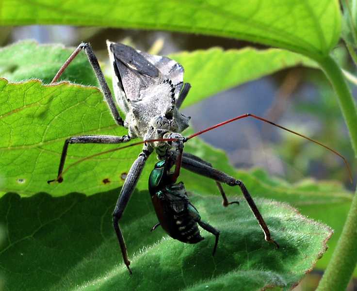Remarkable, predators of the asian lady beetle Predators of the asian lady beetle